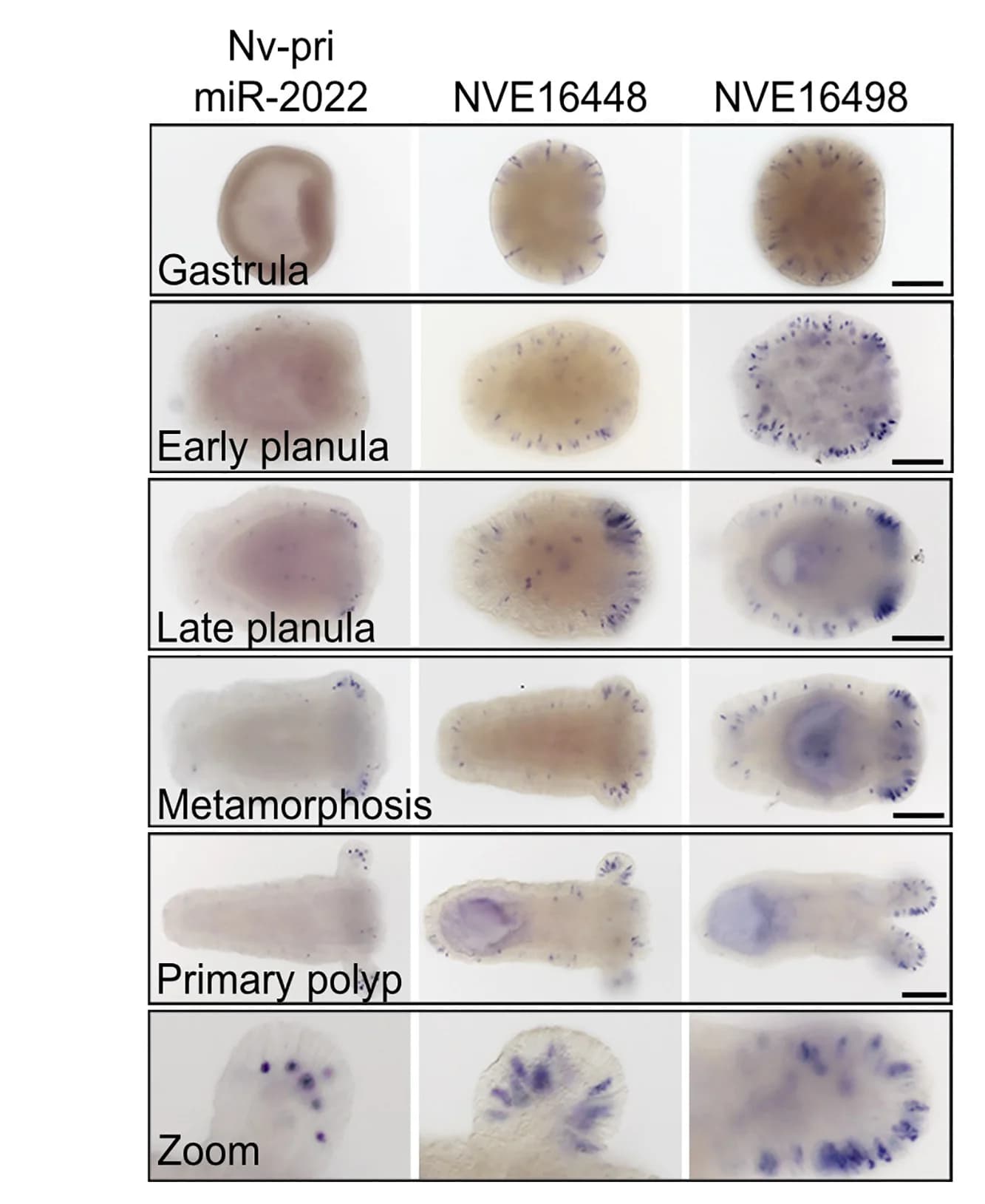 Open access visualization of Microscopy, ISH, NBT/BCIP staining, DIG-labelled probes, pri-miR-2022