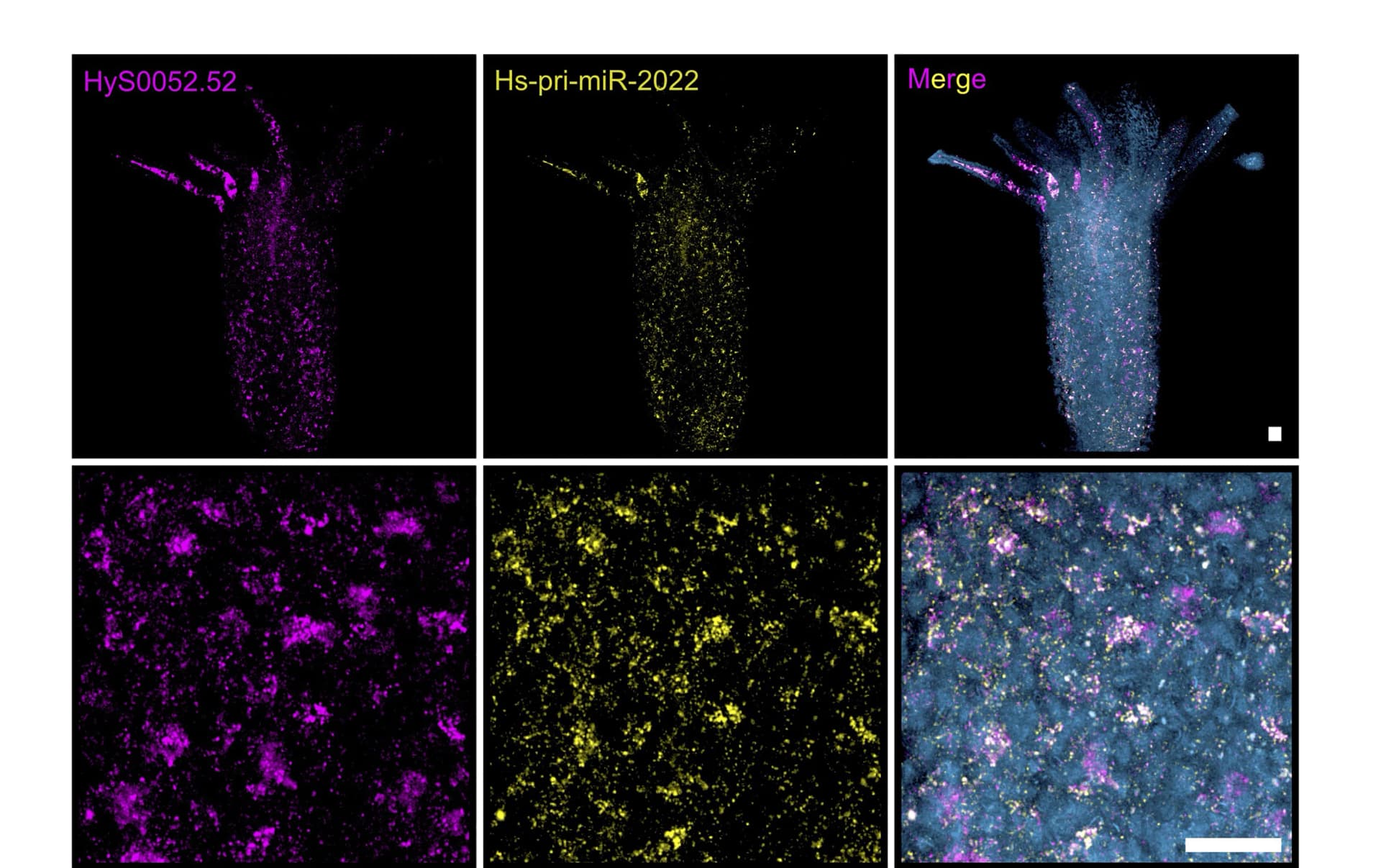 Open access visualization of Microscopy, Hydractinia, Signal Amplification, FISH Staining, Hs-pri-miR-2022