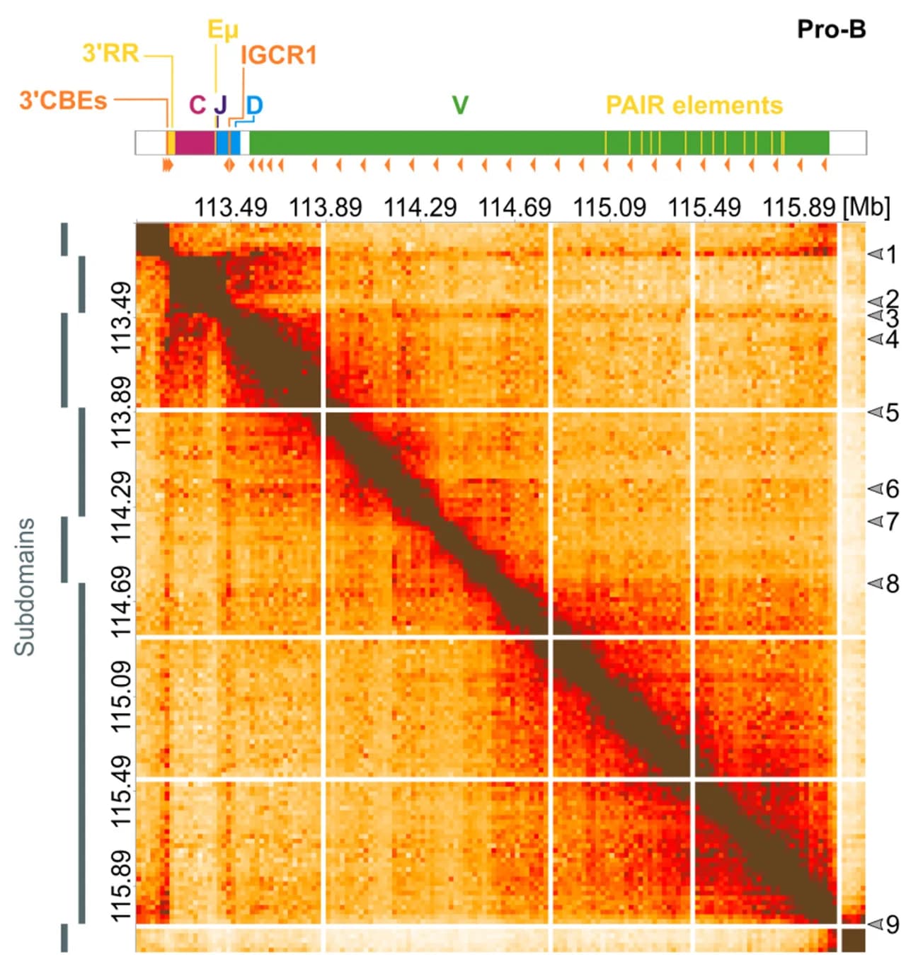 Open access visualization of Heatmap, Interaction Matrices, Pro-B Cells, Thymus, Igh Region