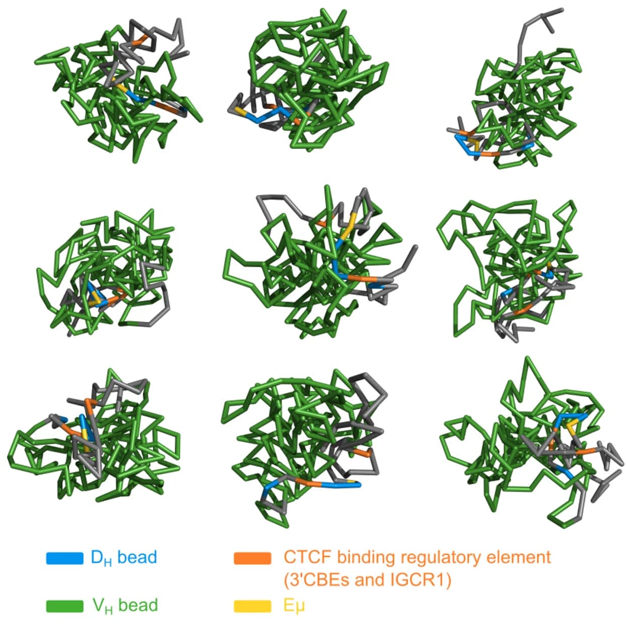 Open access visualization of Protein Structure, 3D Plot, Igh locus, Pro-B cells, Simulated conformations