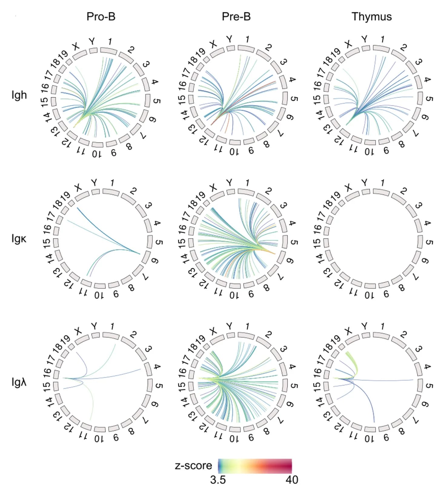 Open access visualization of Chord, Interchromosomal Interactions, Ig Viewpoint, Pro-B Cells, Pre-B Cells