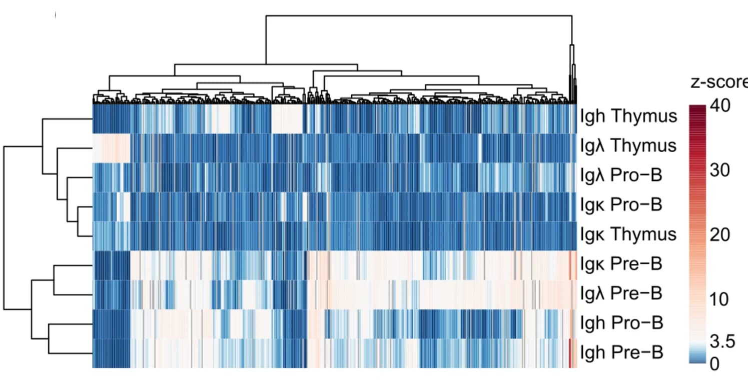 Open access visualization of Heatmap, Clustered, Hierarchical Clustering, Ig Loci, Developmental Stage