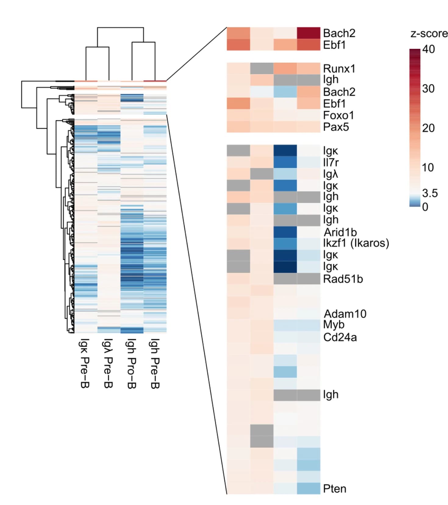 Open access visualization of Heatmap, Clustered, Hierarchical Clustering, Ig Loci, Developmental Stage