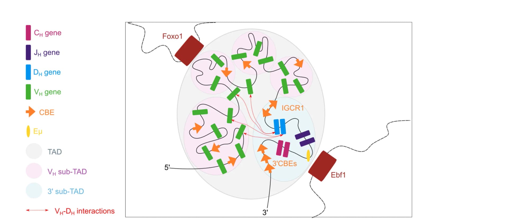 Open access visualization of Illustration, Pathway, Igh Locus, Sub-TADS, VH Region