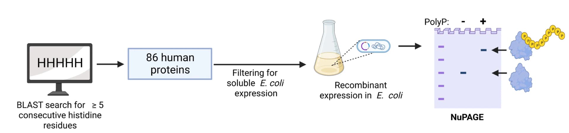 Open access visualization of Workflow, Gel, Histidine Repeat