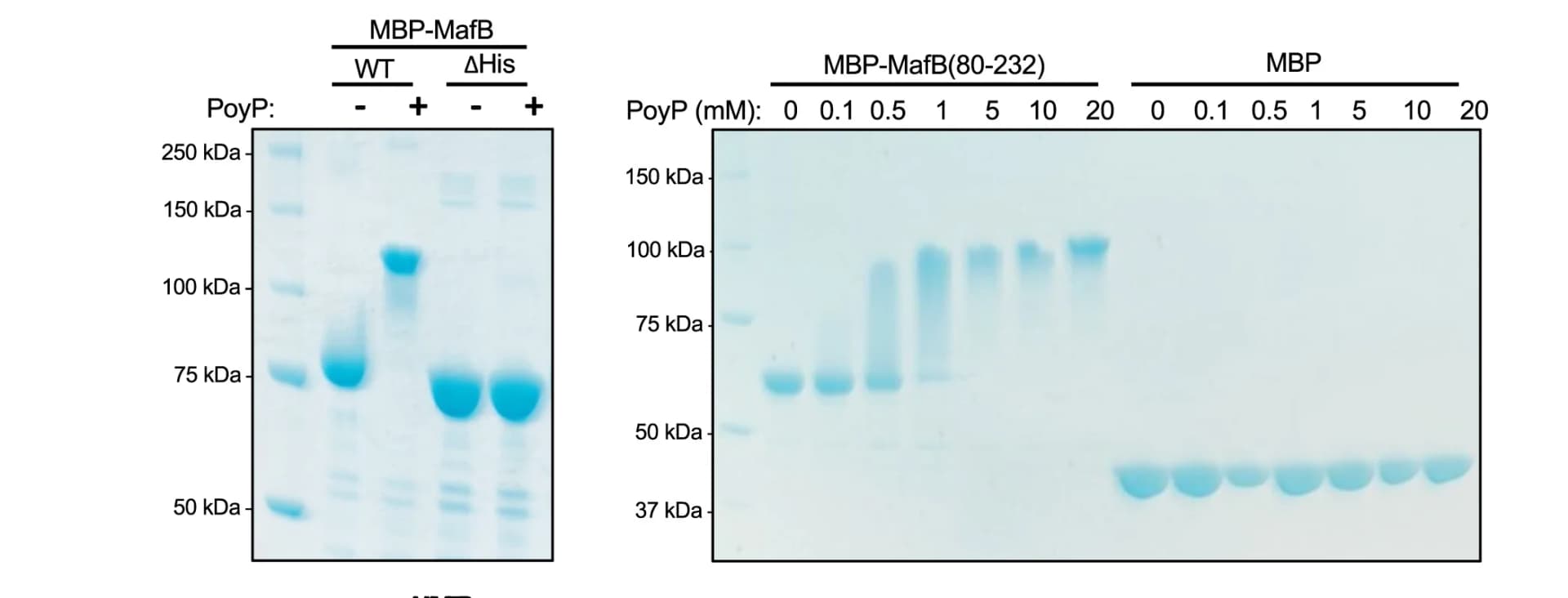 Open access visualization of Gel, Histidine Repeat, MafB, NuPAGE, Deletion Analysis
