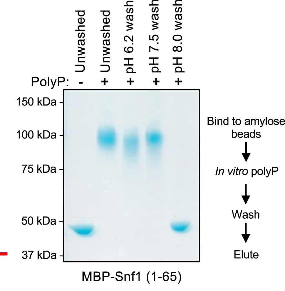 Open access visualization of Gel, Workflow, Polyphosphate, Pulldown Assay, MBP-Snf1 Fusion