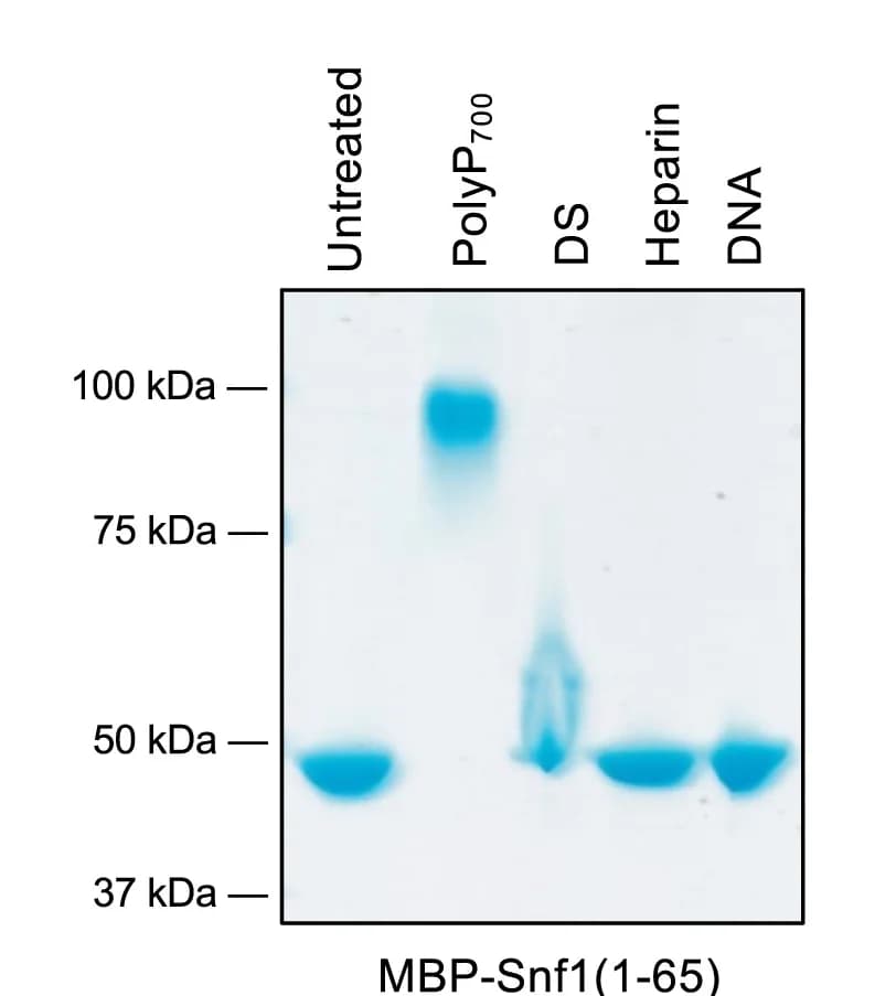 Open access visualization of Gel, Polyanion, NuPAGE, Dextran Sulfate