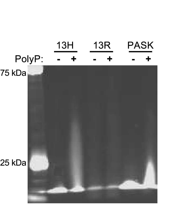 Open access visualization of Gel, NuPAGE, Peptides, polyP700, UV light