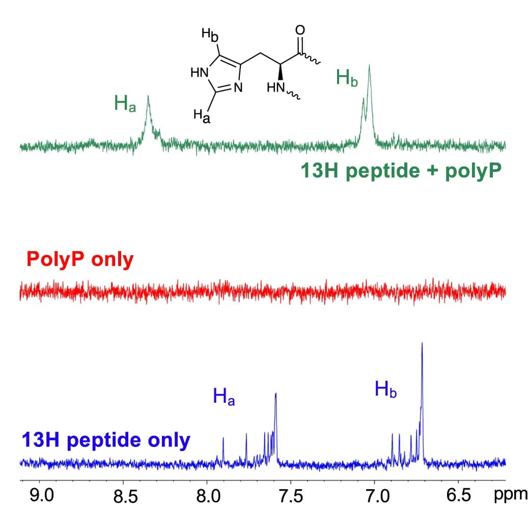 Open access visualization of Line Plot, 1H NMR, Peptides, polyP700, Histidine