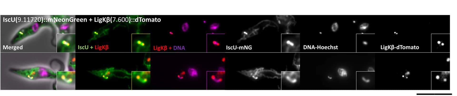 Open access visualization of Microscopy, IscU, mNeonGreen, Ligase Kβ, dTomato