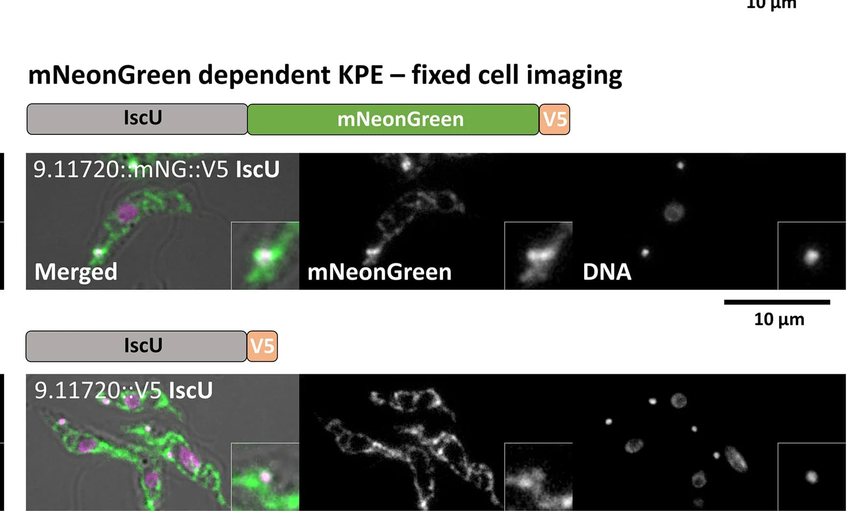 Open access visualization of Microscopy, Immunofluorescence, Fixed Cells, IscU, mNeonGreen