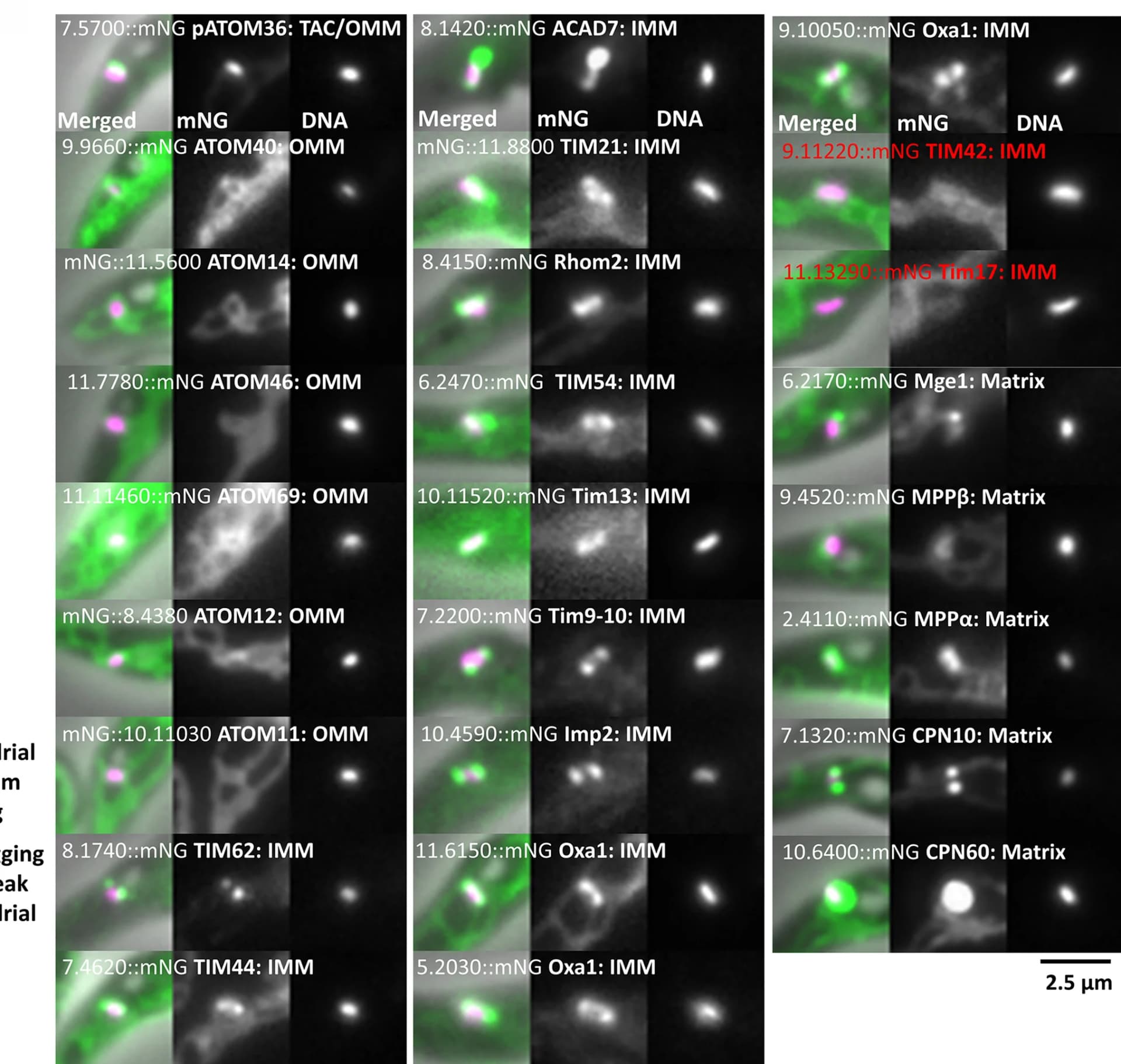 Open access visualization of Microscopy, Kinetoplast, Cell Lines, Mitochondrial Import Machinery, KPE