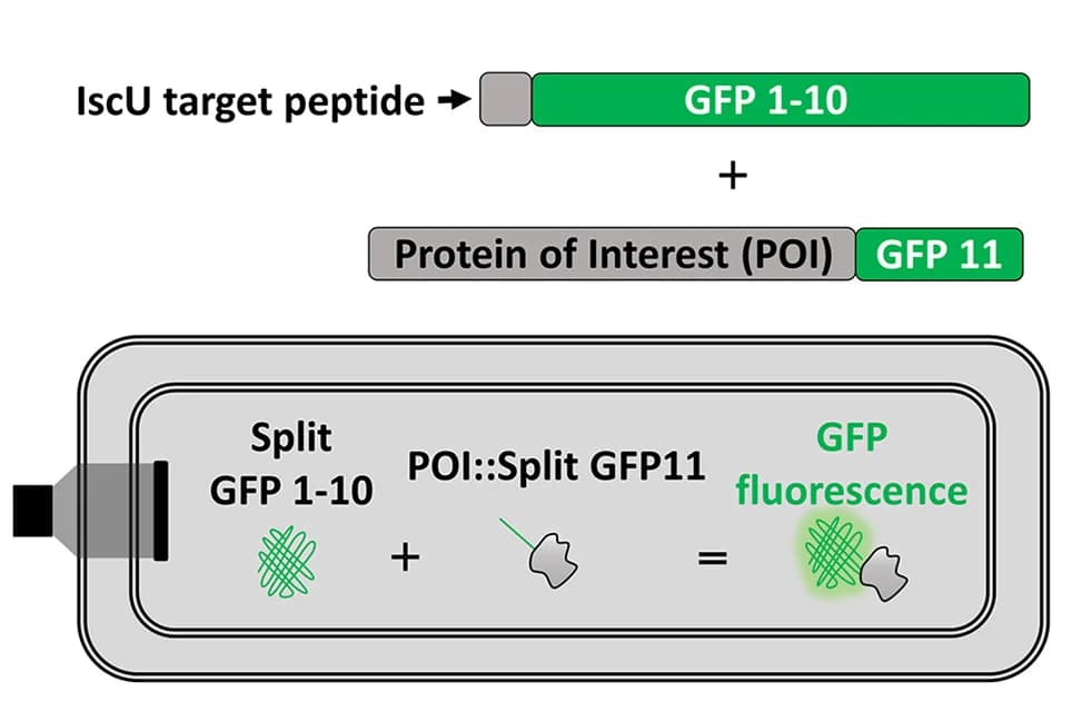 Open access visualization of Workflow, Illustration, Split-GFP Verification Experiment, GFP, Fluorescence