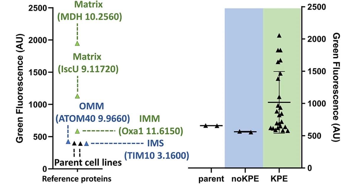 Open access visualization of Scatter Plot, Error Bars, Split-GFP Experiment, Marker Proteins, Mitochondrial Sub-compartment