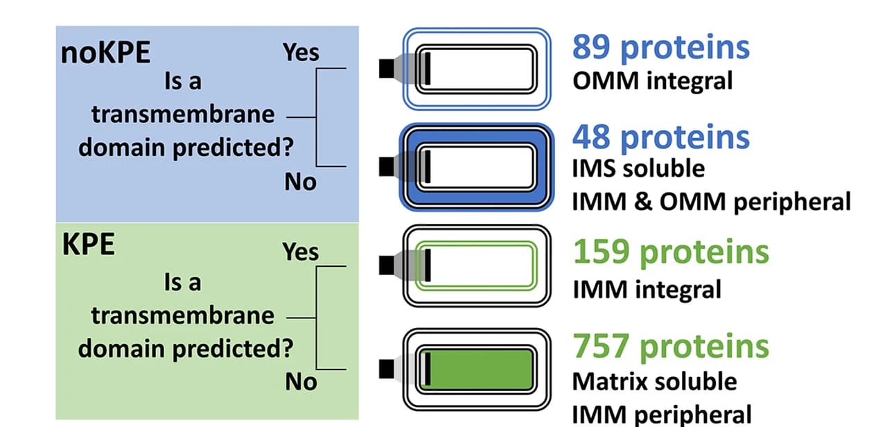 Open access visualization of Workflow, Flowchart, Sorting Strategy, Sub-compartments, Proteins
