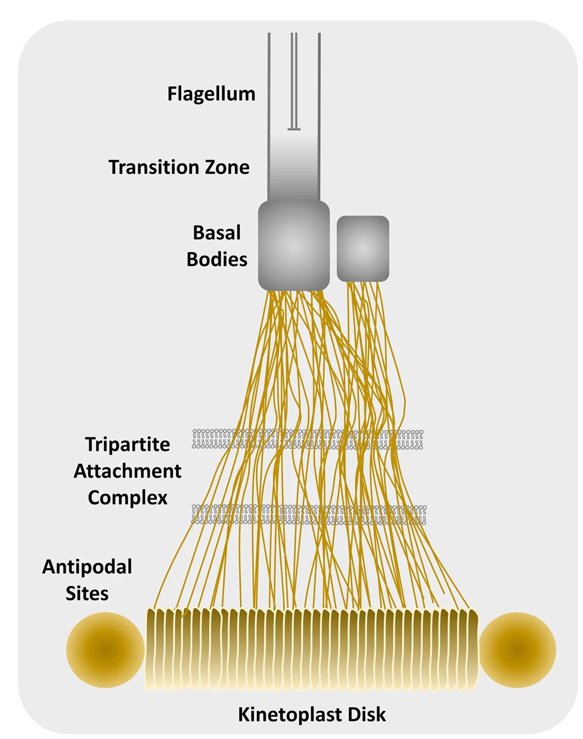 Open access visualization of Illustration, Kinetoplast, TAC area, Sub-compartments