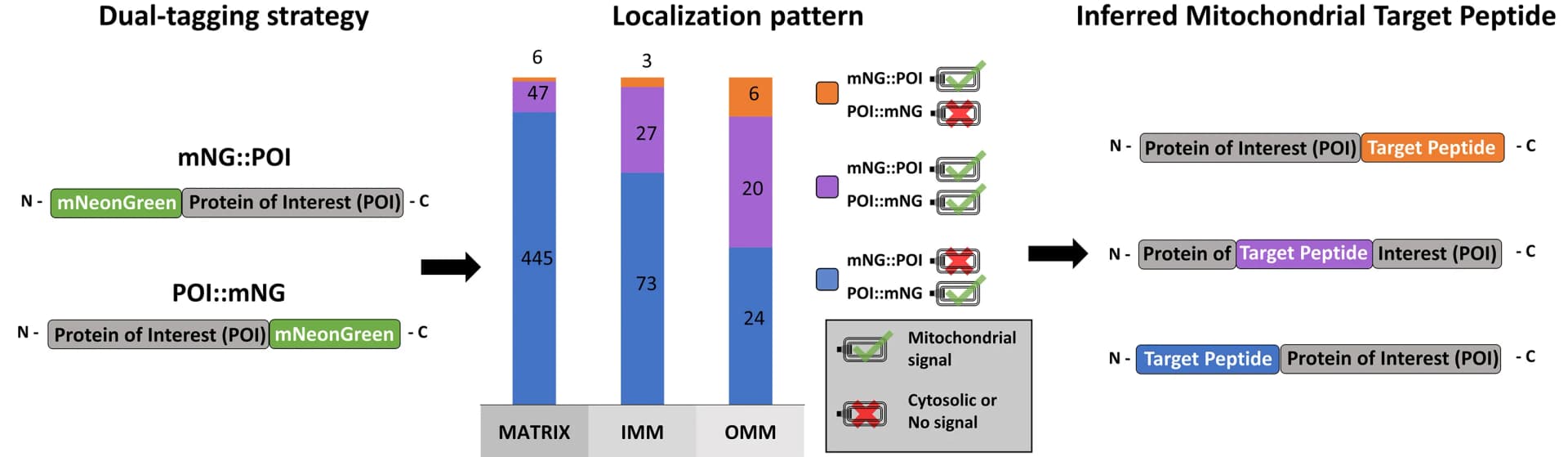 Open access visualization of Stacked Bar Plot, Workflow, Illustration, Protein Targeting, Mitochondria