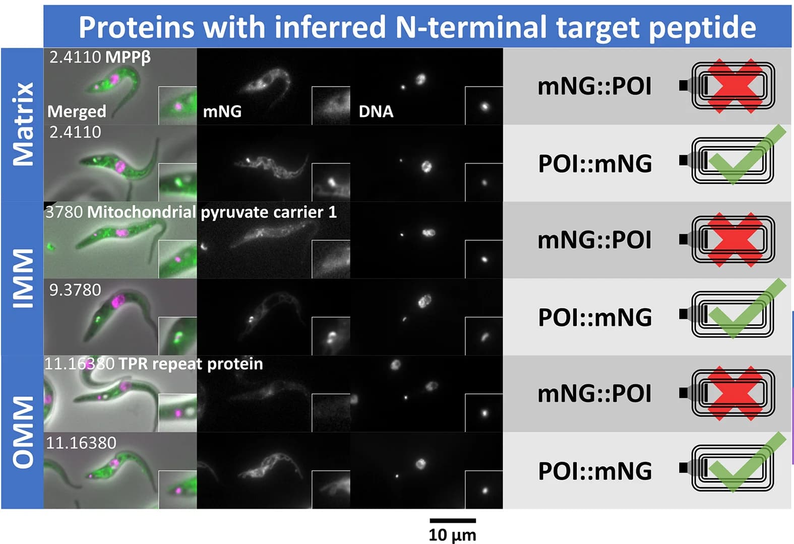 Open access visualization of Microscopy, Localization Patterns, Mitochondria, Sub-compartment