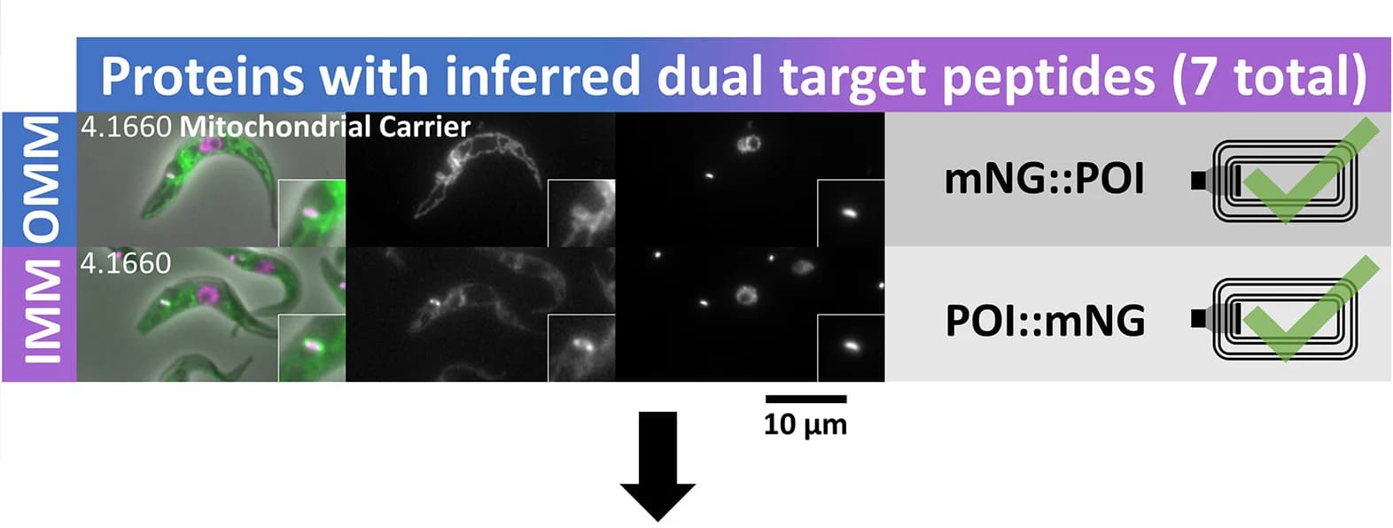 Open access visualization of Microscopy, Cell Line, N-terminal, IMM Proteins, Mitochondria