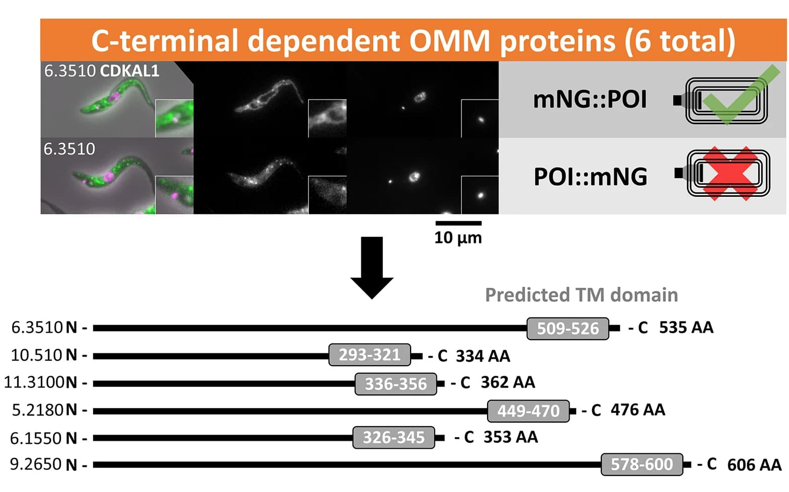 Open access visualization of Microscopy, Illustration, Cell Line, C-terminal, OMM