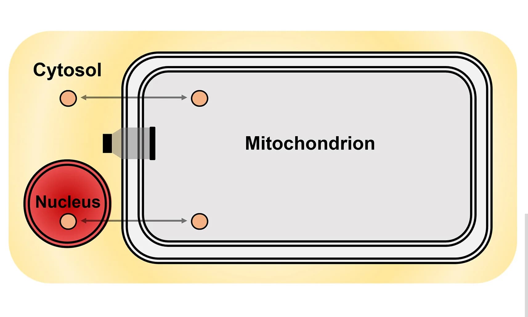 Open access visualization of Illustration, Proteins, Mitochondrion, Cellular Compartment