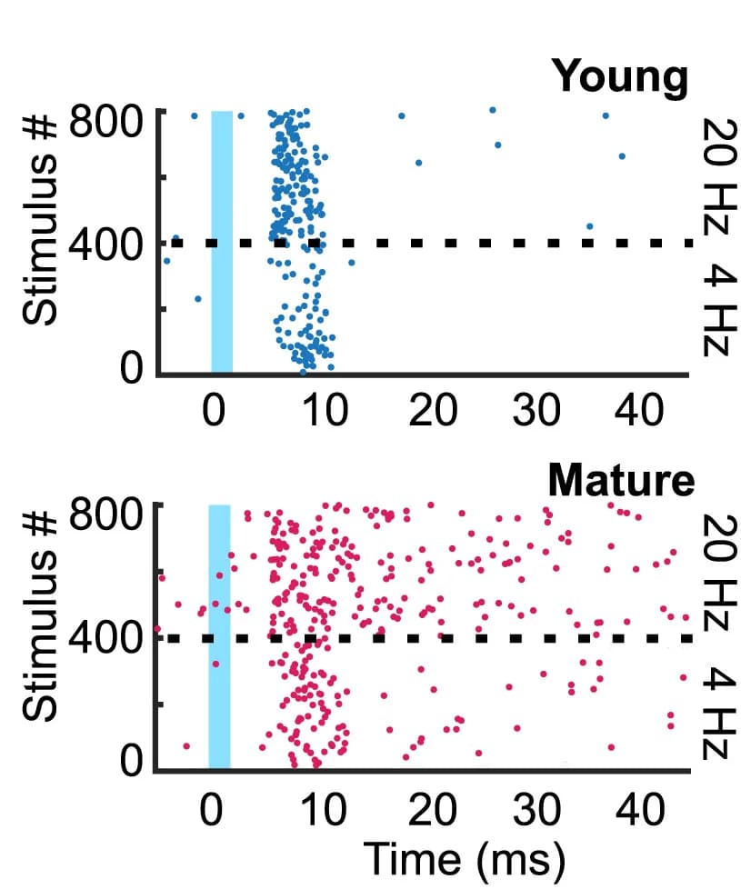 Open access visualization of Scatter Plot, Raster Plots, Spiking, CA3 Cells, aGC Stimulation