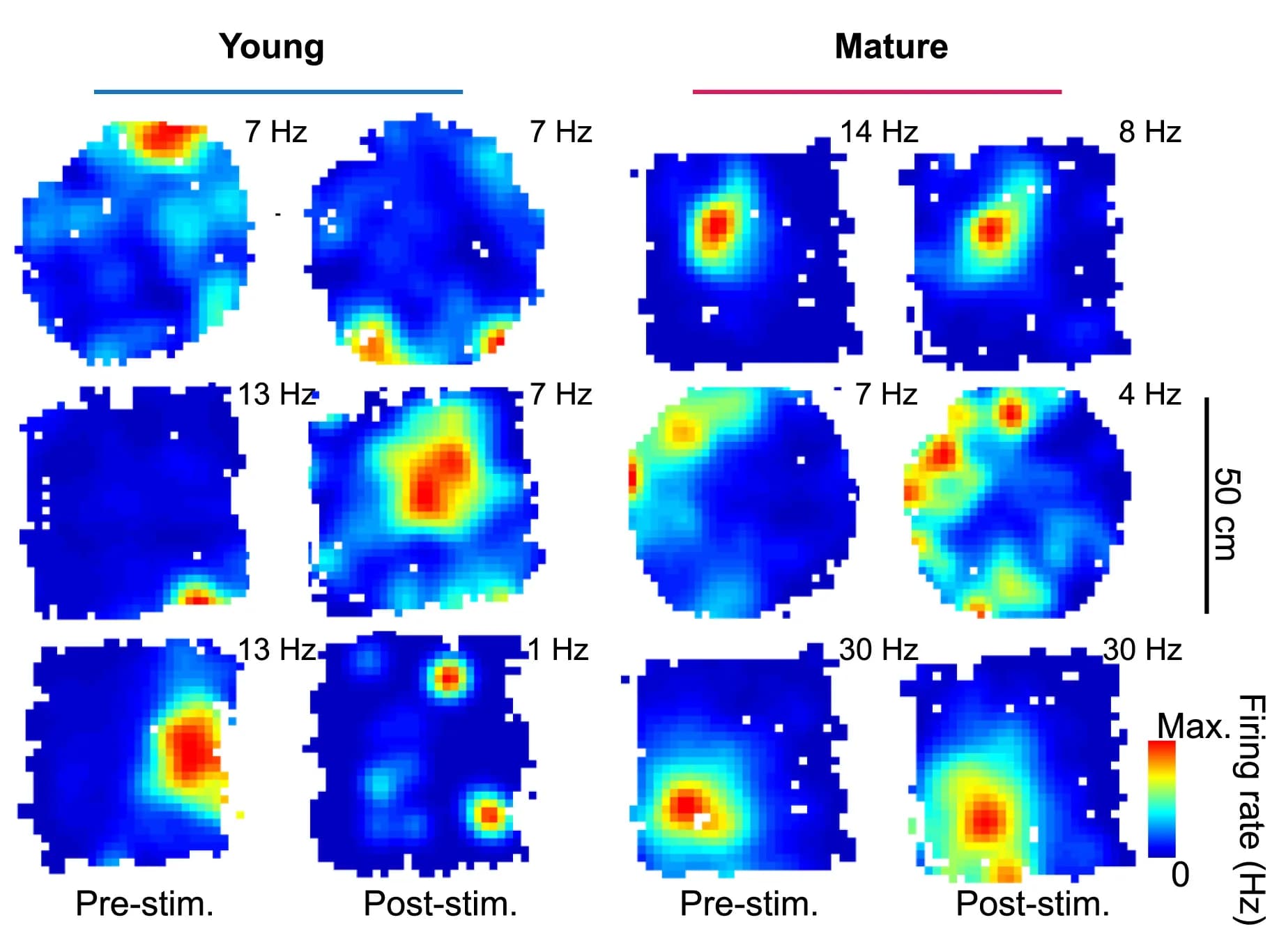 Open access visualization of Heatmap, Spatial Maps, CA3 Cells, Firing Rate, Session