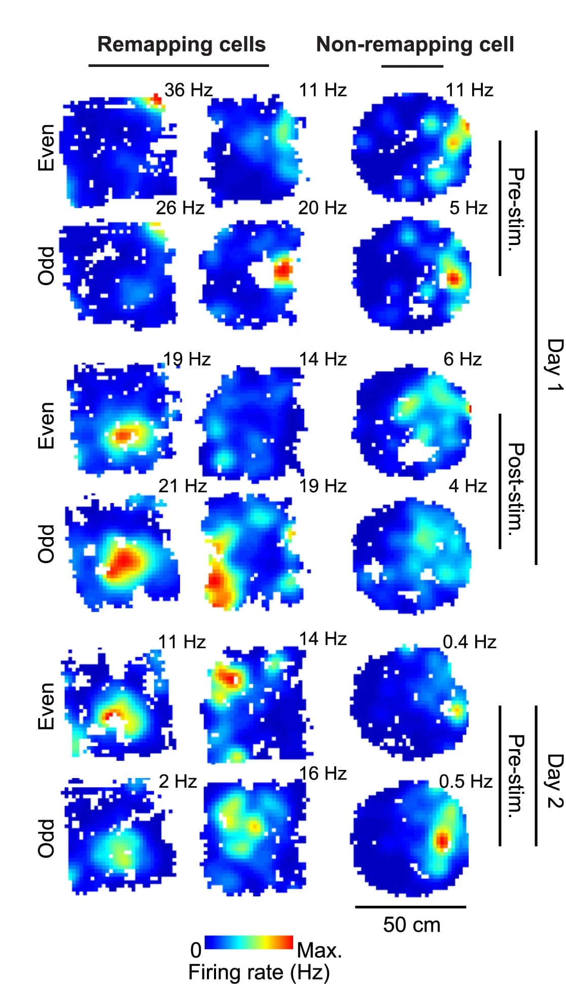 Open access visualization of Heatmap, Stability, Remapping, CA3 Cells, Spatial Maps