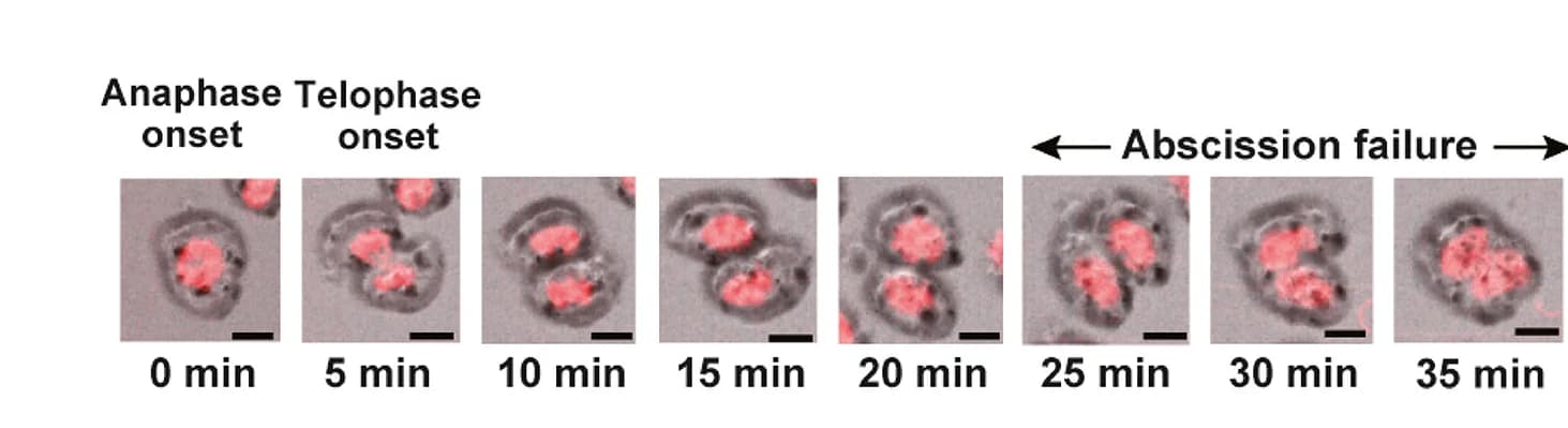 Open access visualization of Microscopy, Time Course, DAC, Binucleated Cells, Abscission Failure