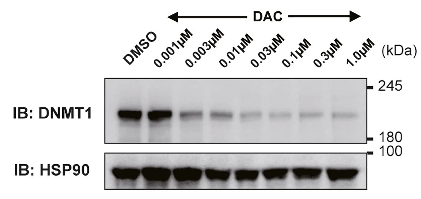 Open access visualization of Gel, DNMT1, Protein Expression, MDS-L-2007 Cells, DMSO