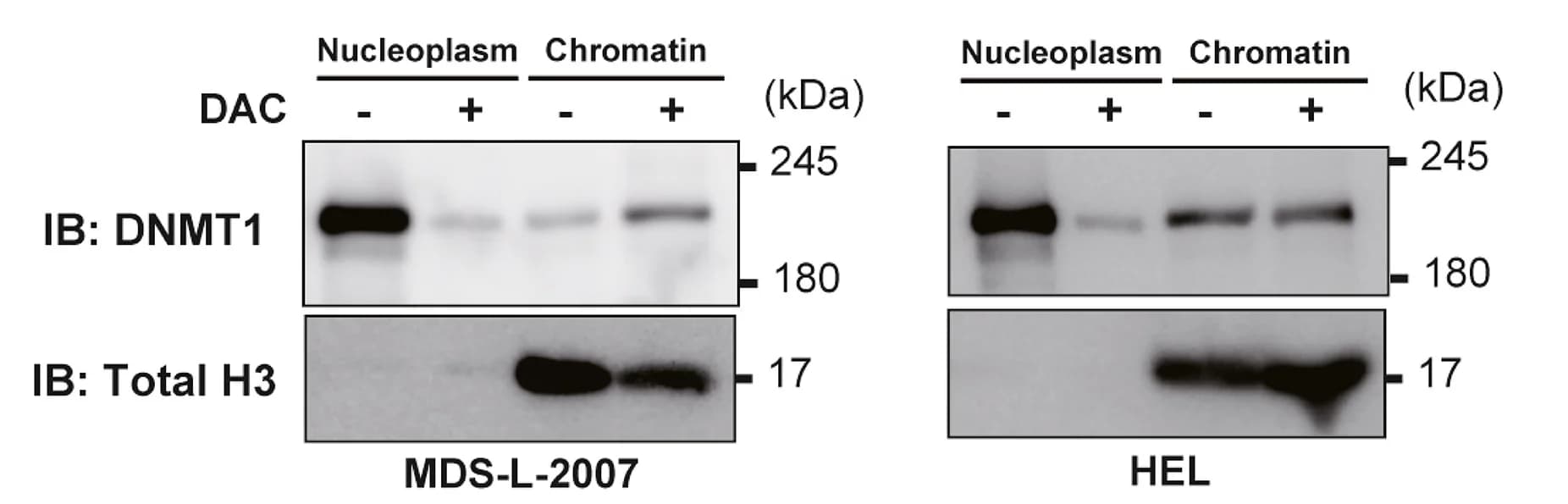 Open access visualization of Gel, DNMT1, MDS-L-2007 Cells, HEL, DMSO