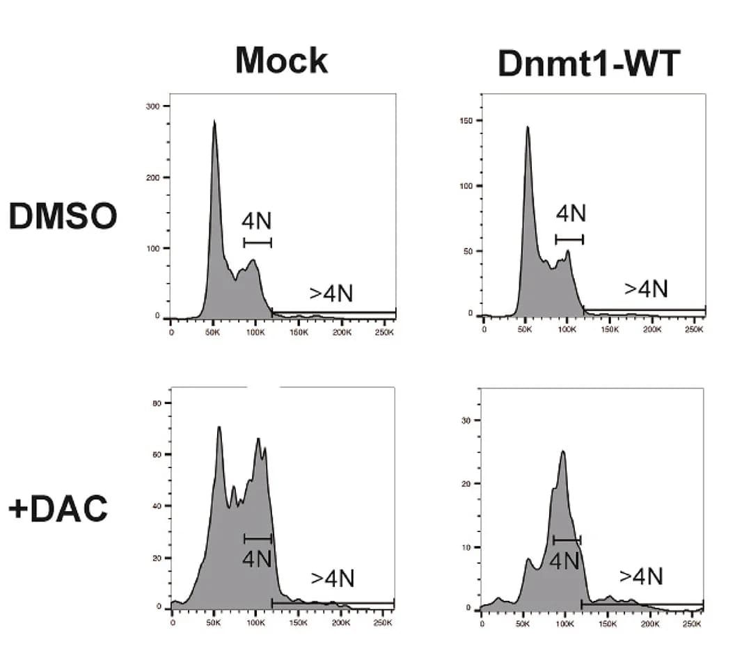 Open access visualization of Line Plot, Density Plot, MDS-L-2007 Cells, Dnmt1, DMSO