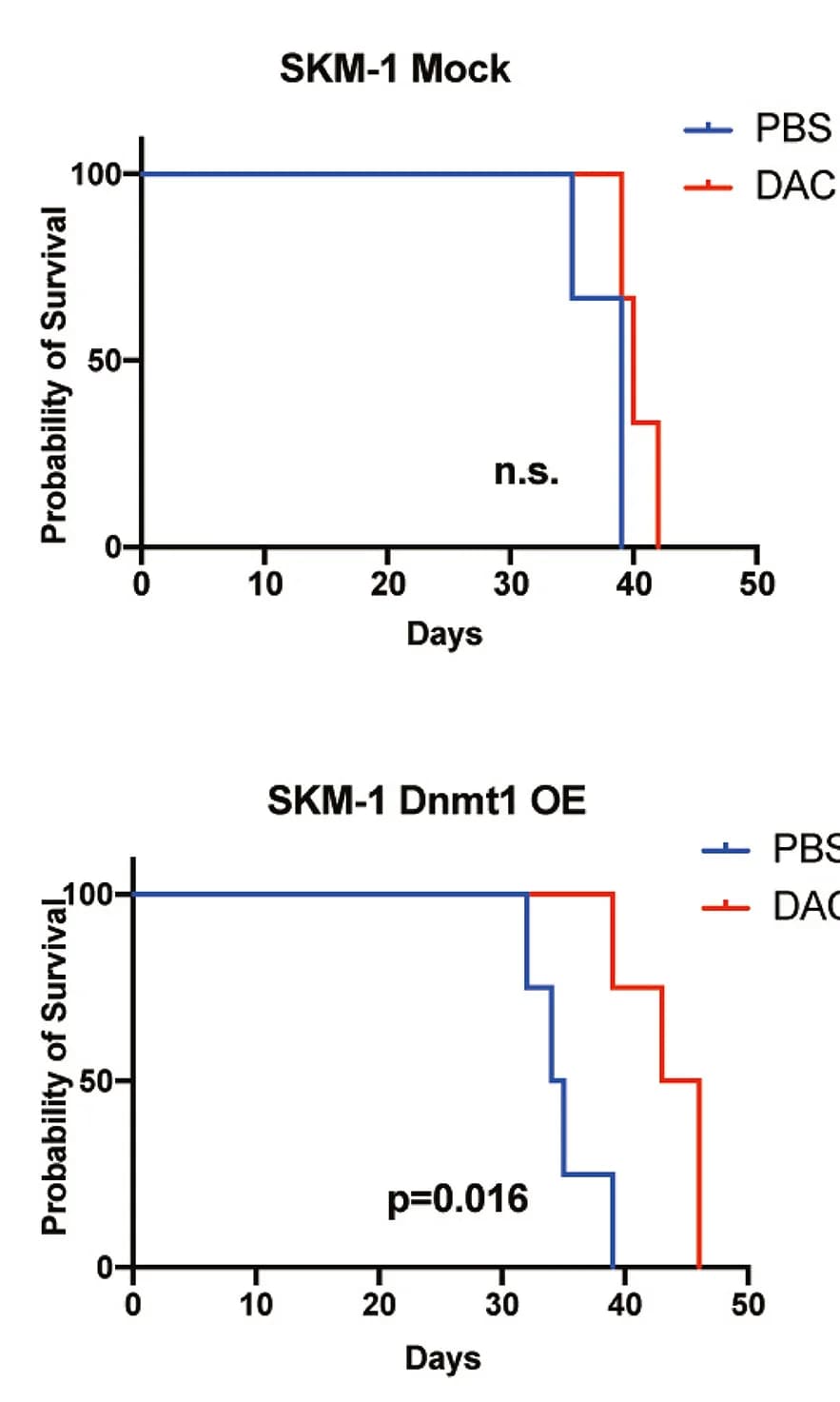 Open access visualization of Survival Curve, Line Plot, Line Step, MDS-L-2007 Cells, SKM-1 Cells