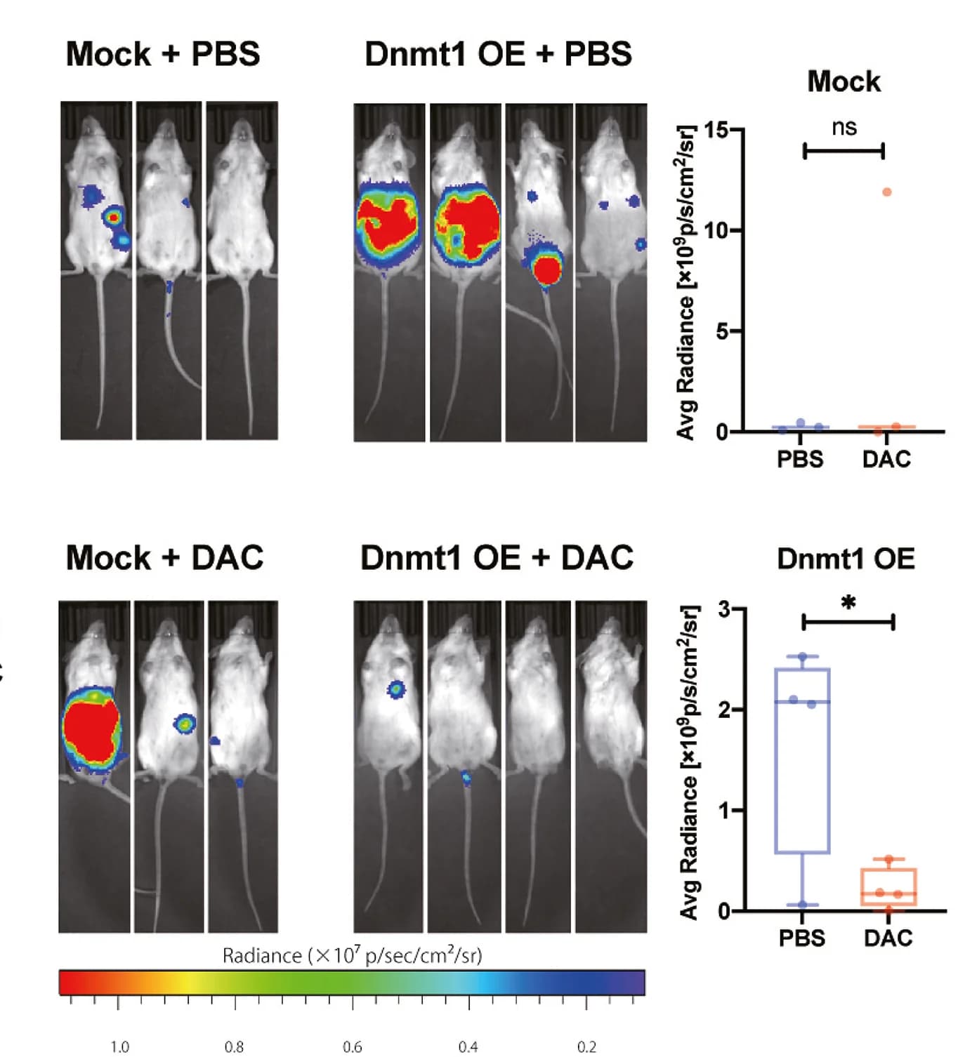 Open access visualization of Microscopy, Box Plot, Scatter Plot, Radiance, SKM-1/Luciferase Cells