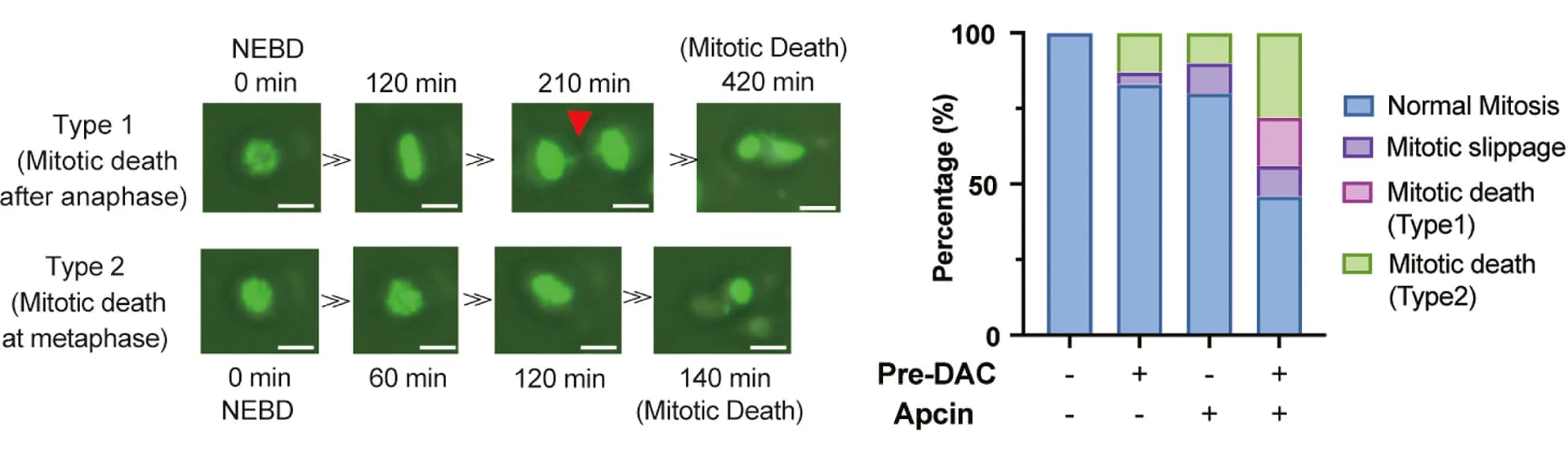Open access visualization of Bar Plot, Stacked Bar Plot, Microscopy, Time-lapse analysis, KASUMI-1 cells