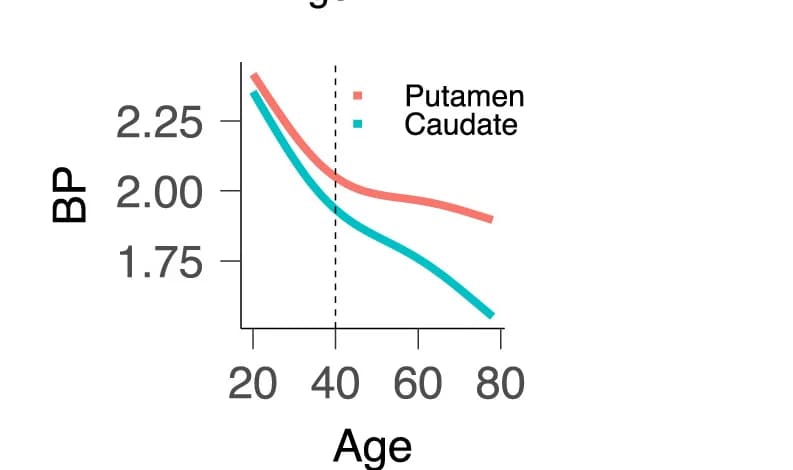 Open access visualization of Line Plot, Putamen, Caudate, GAM Predictions, Age