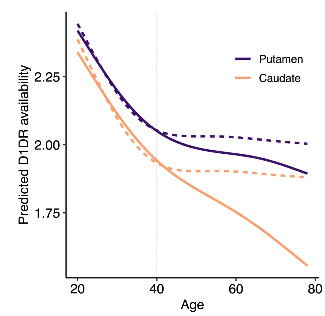 Open access visualization of Line Plot, Age Trajectories, Putamen, Caudate, D1DR Availability