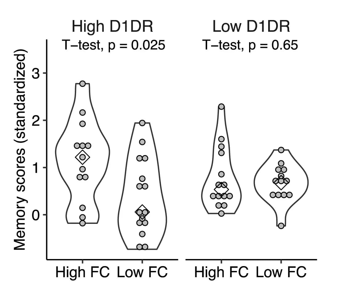 Open access visualization of Violin Plot, Early Adulthood, Caudate, D1DR, Cortico-caudate FC