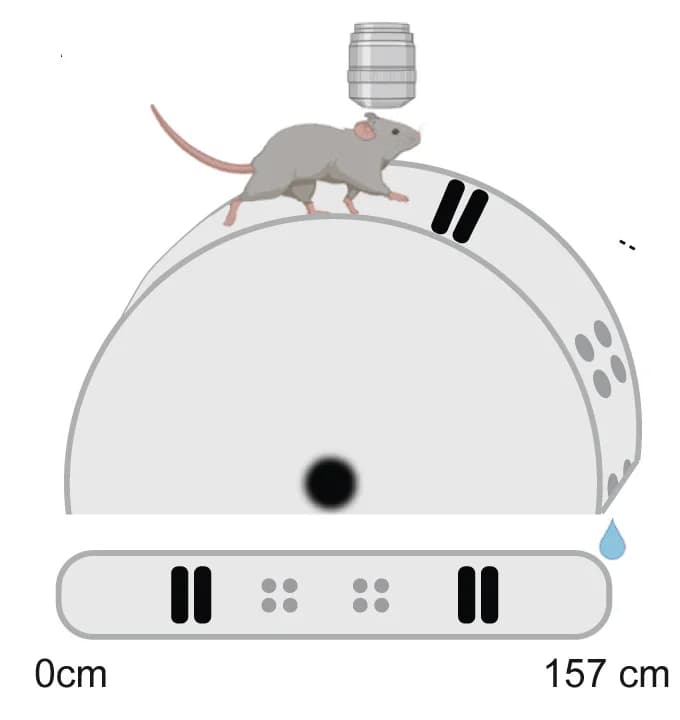 Open access visualization of Illustration, Behavior Setup, Head-Fixed Mouse, Tactile Cues, Running Wheel