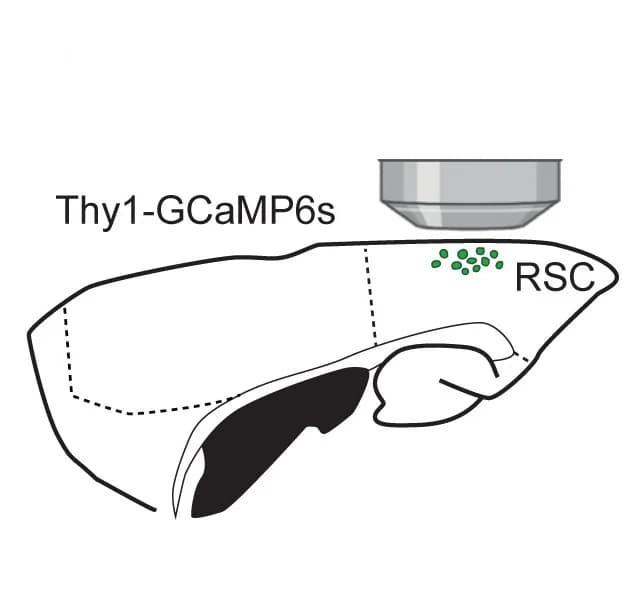 Open access visualization of Illustration, Experiment Diagram, Excitatory Neurons, GCaMP6s, RSC