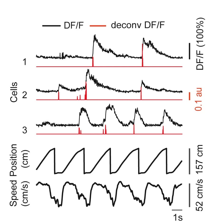 Open access visualization of Line Plot, Line Step, RSC Neurons, Activity, Running Speed