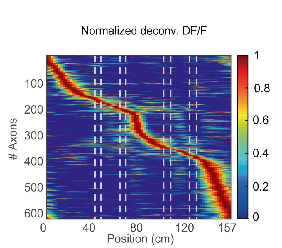 Open access visualization of Heatmap, RSC Neurons, Position-Tuned, Activity, Tactile Cues