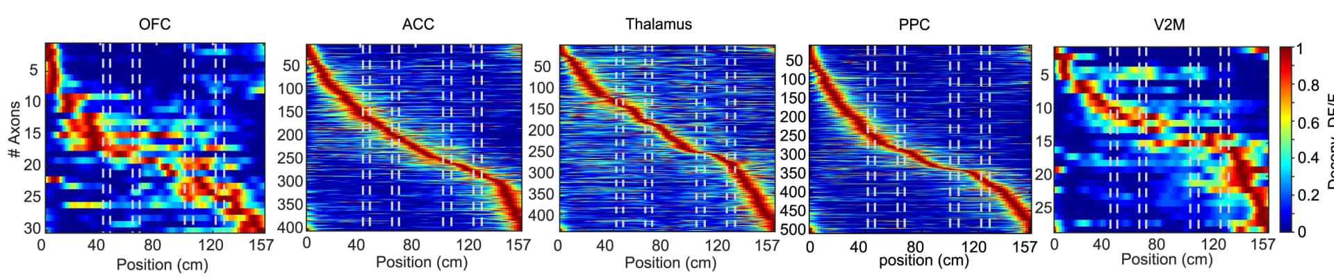 Open access visualization of Heatmap, Axons, Tactile cue positions