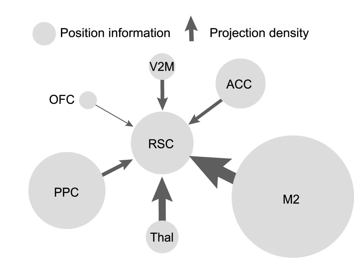 Open access visualization of Network, Pathway, Long-Range Projections, Position Information, Agranular RSC