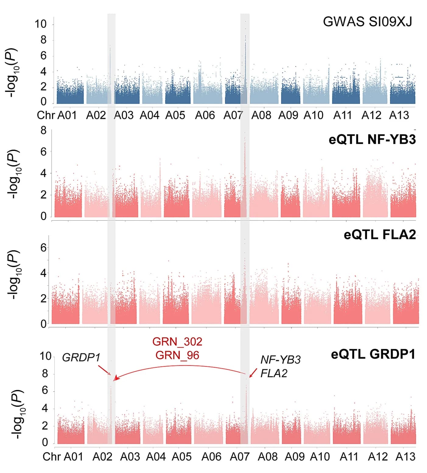 Open access visualization of Manhattan Plot, Traits, Gene Expression, SI Phenotype, FLA2
