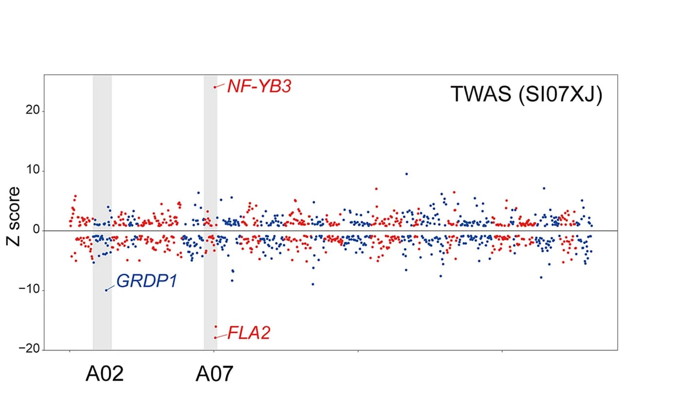 Open access visualization of Scatter Plot, Volcano Plot, Manhattan Plot, TWAS, SI Phenotype