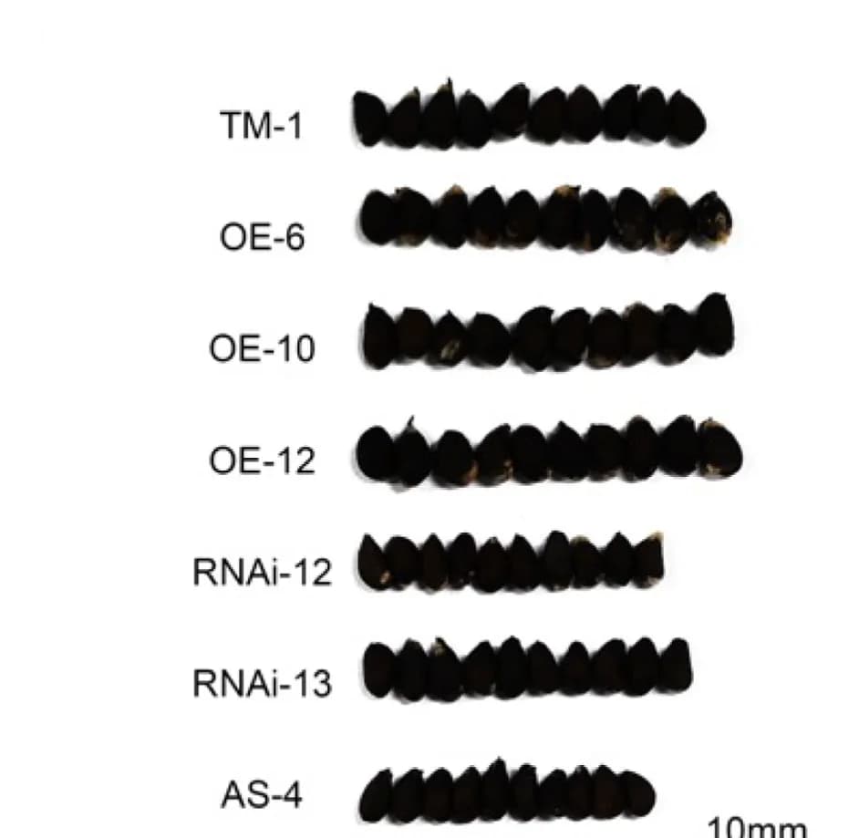 Open access visualization of Photo, Seed Size, Wild-type, GRDP1-OE, GRDP1-RNAi