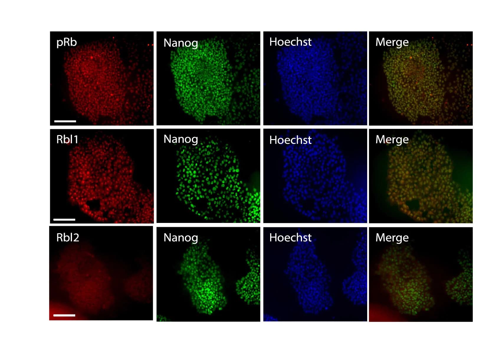 Open access visualization of Microscopy, hPSCs, RBs, Cell Expression