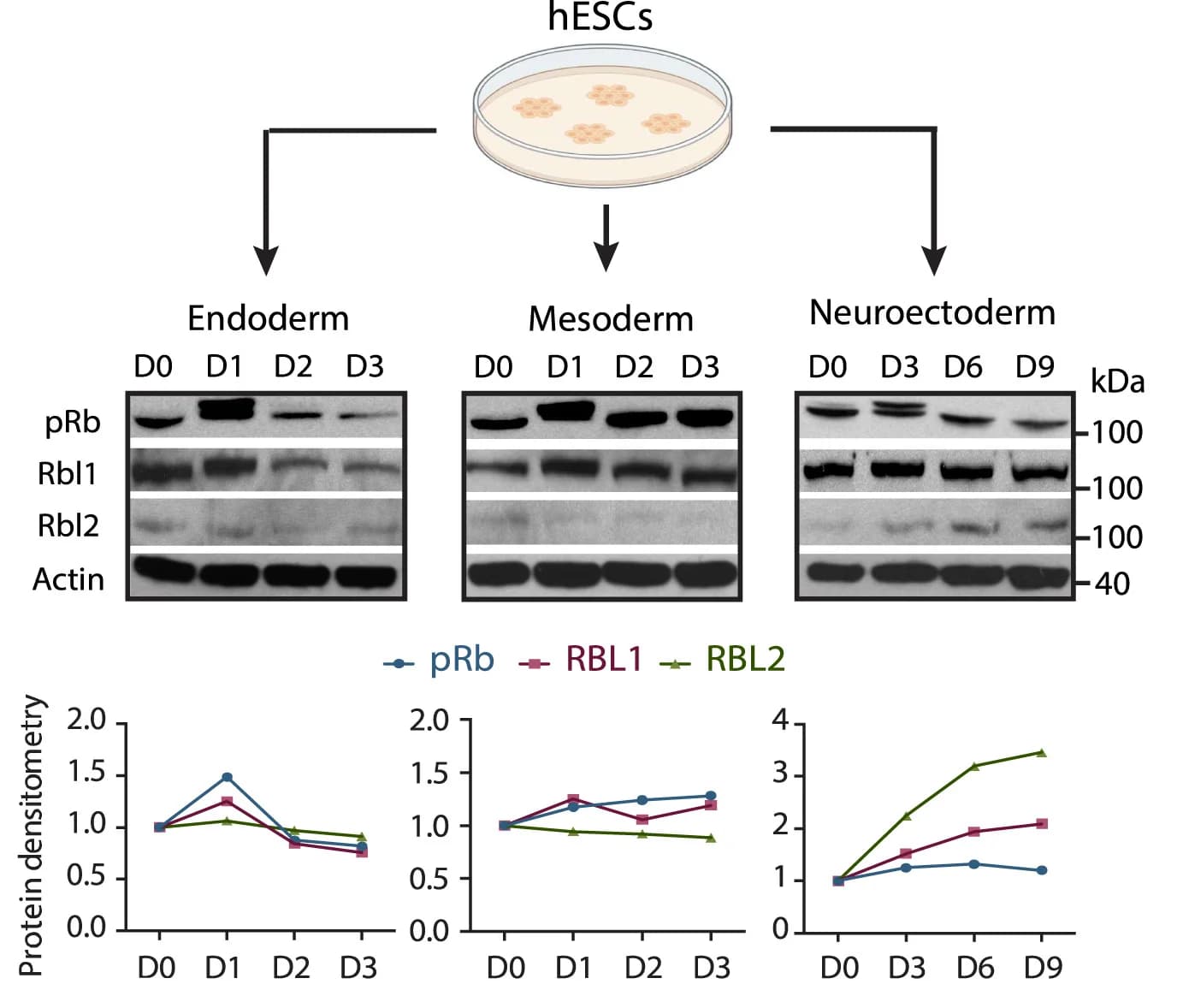 Open access visualization of Line Plot, Gel, Workflow, RBL2, hPSCs